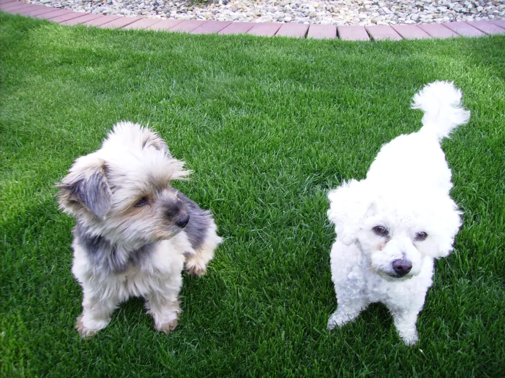 Condolence image of Für Fiby ❤️