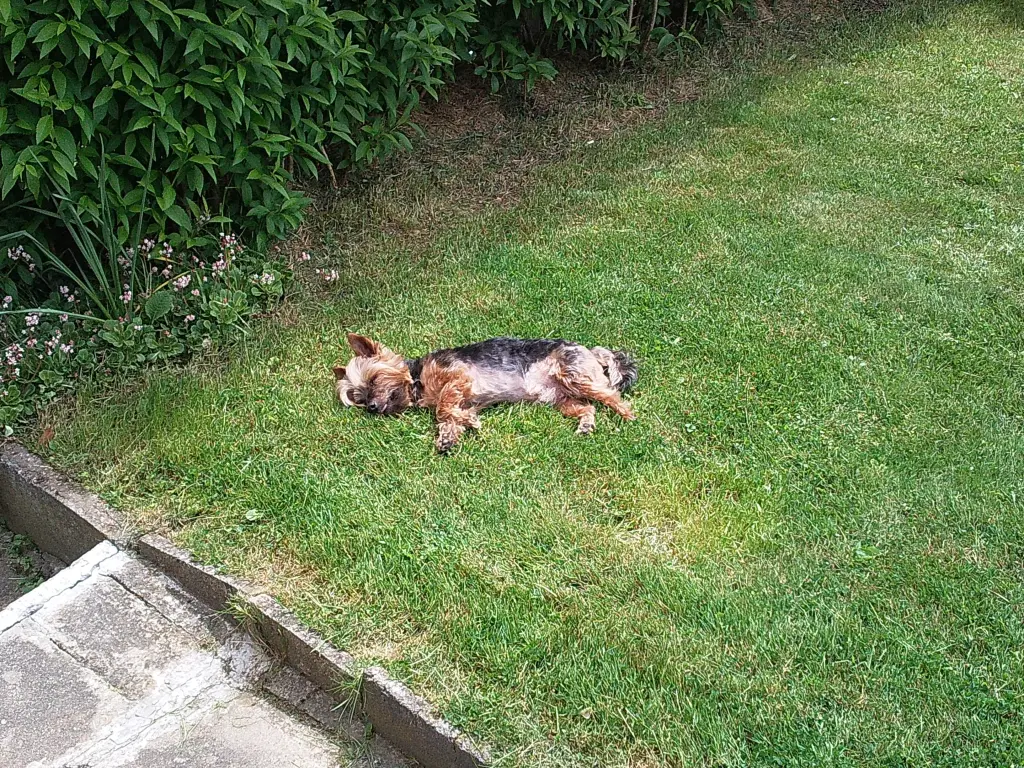 Condolence image of Für Fiby