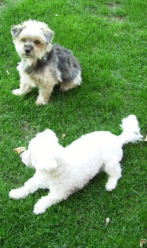 Condolence image of Snowy ❤️