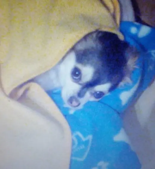 Condolence image of Für Fiby von Balu