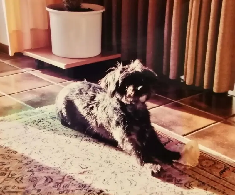 Condolence image of Fiby für Balu ♥️