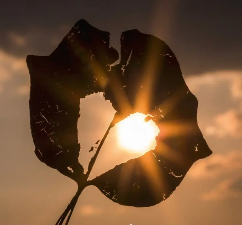 Condolence image of ❤️Liebe Gedanken ❤️