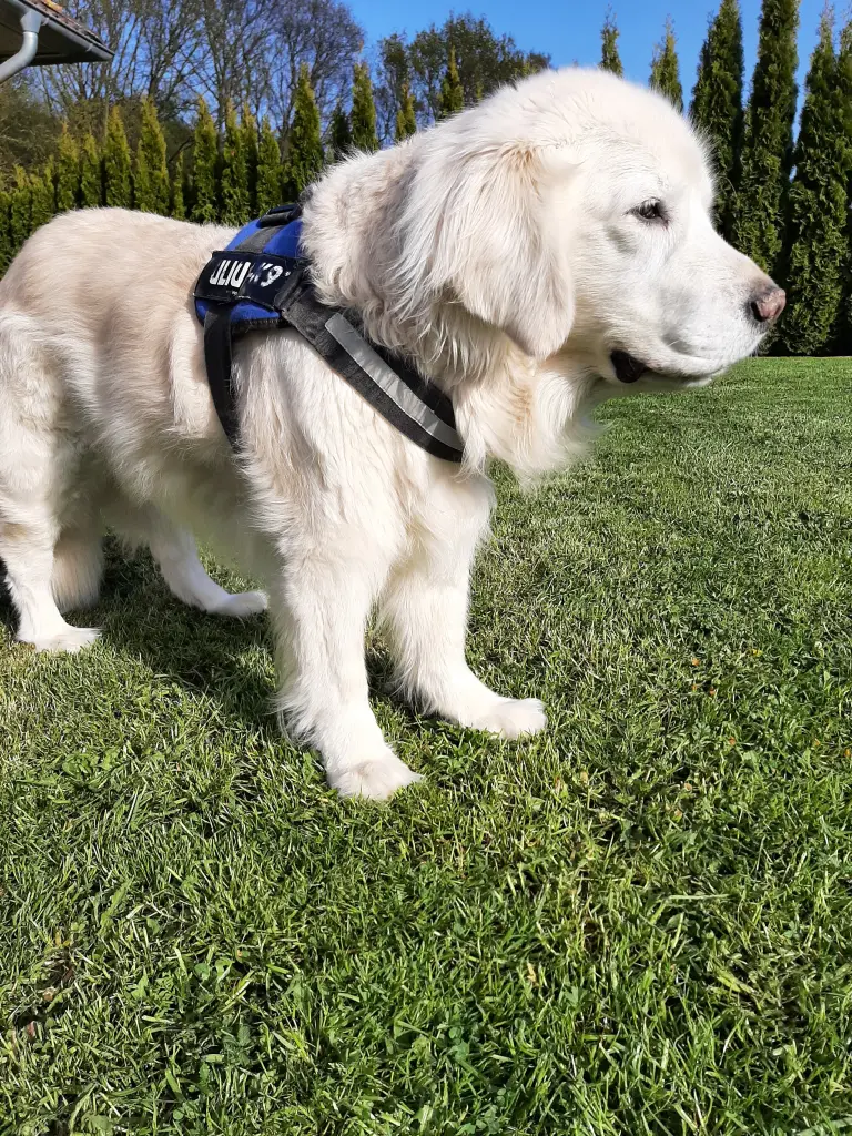 Condolence image of Claudia/ASKO ❤ 