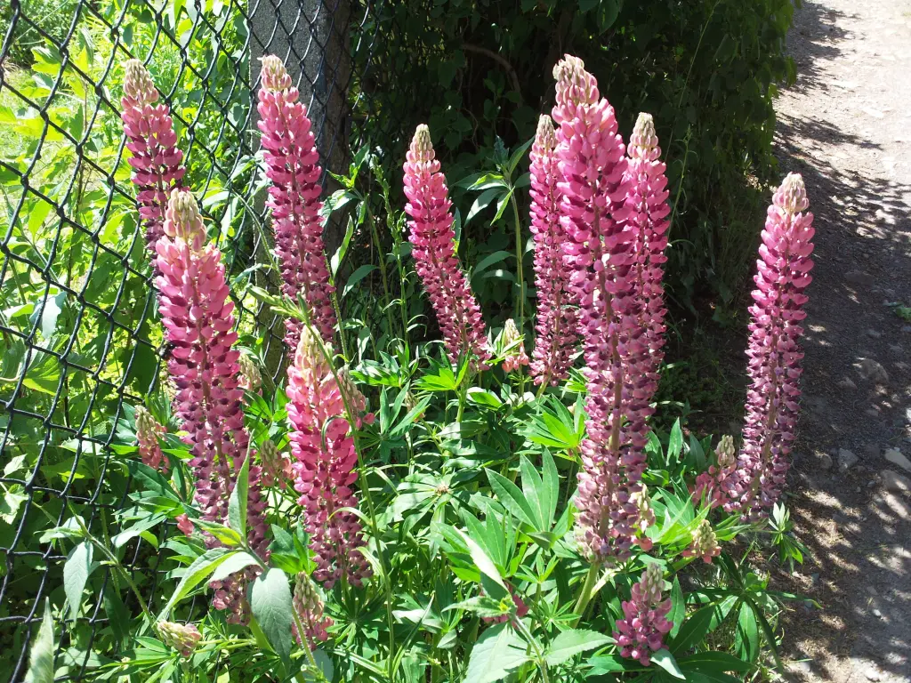 Condolence image of Manuela mit Seelenhund Flick