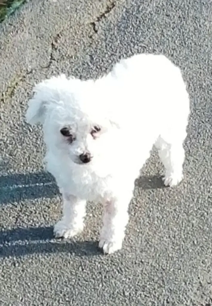 Condolence image of Snowy ❤️für Fiby❤️