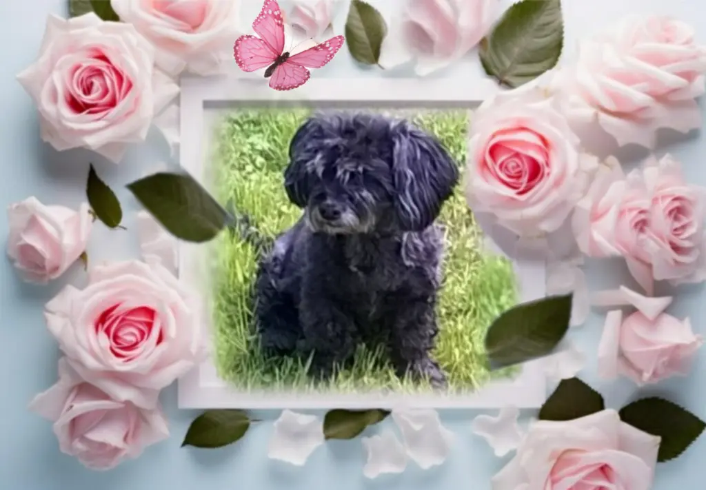 Condolence image of ❤Fiby❤ geliebt❤und unvergessen ❤