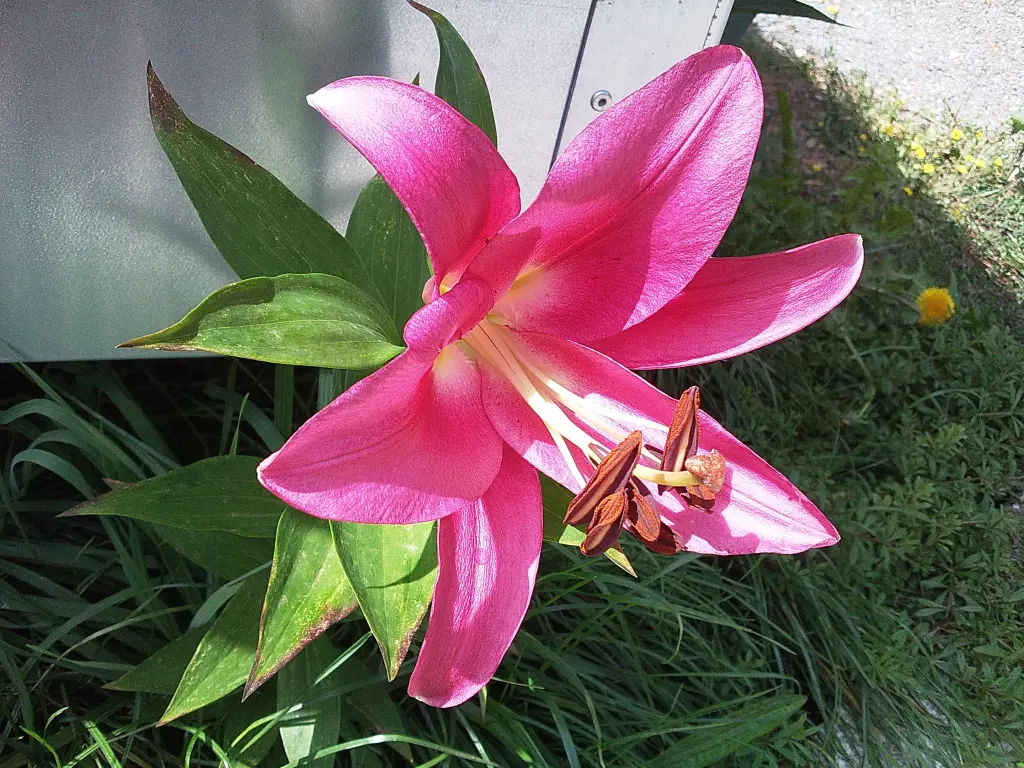 Condolence image of Manuela mit Seelenhund Flick