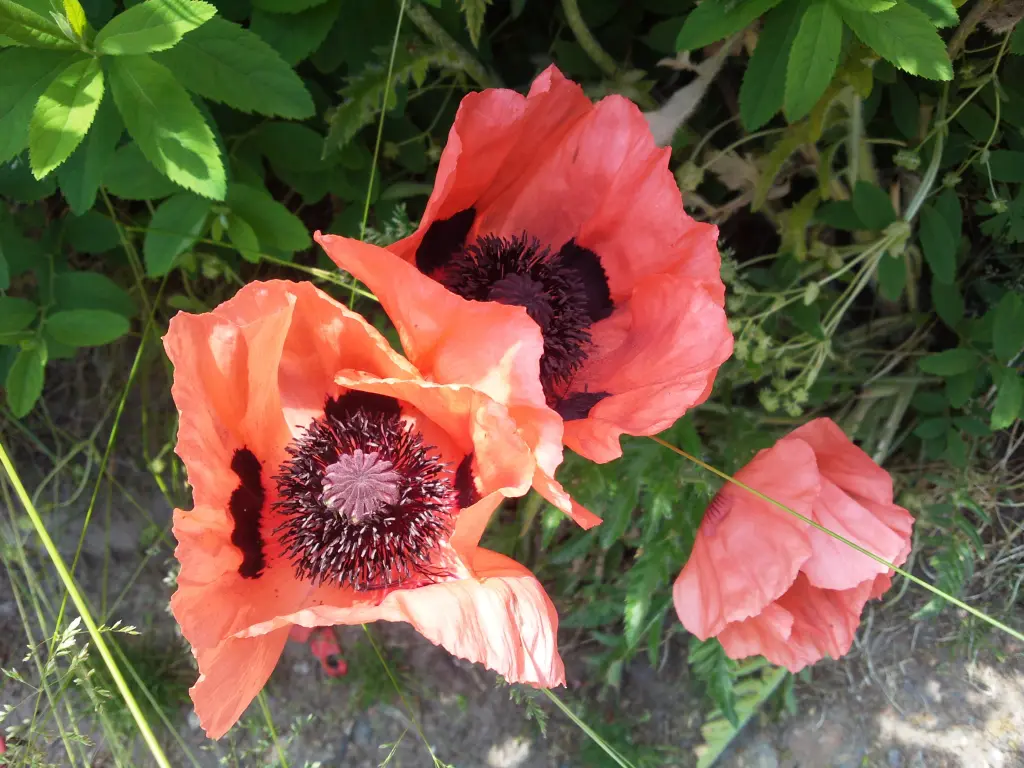 Condolence image of Für Fiby