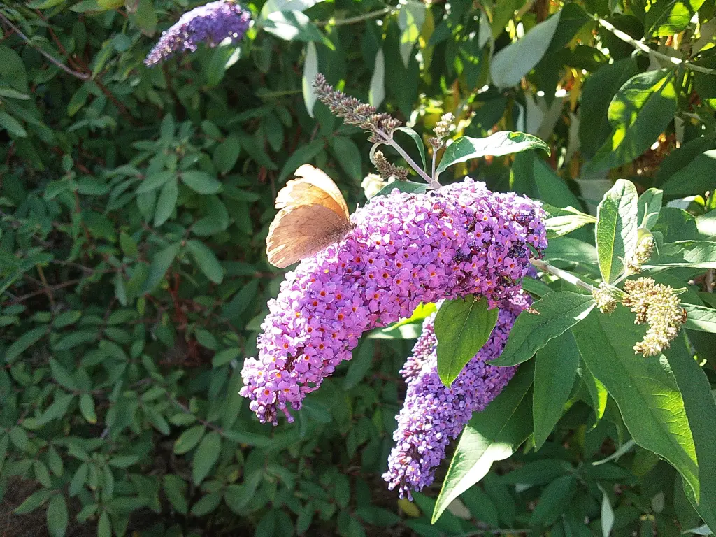 Condolence image of Für Fiby