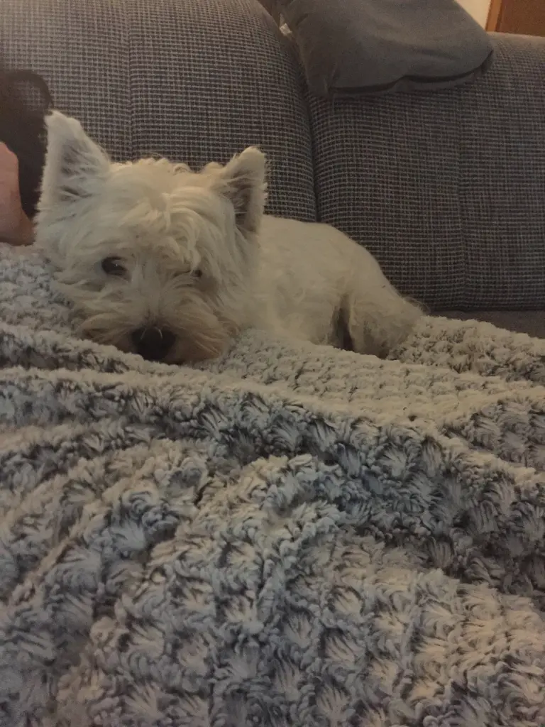 Condolence image of Sabine mit Linus ❤️