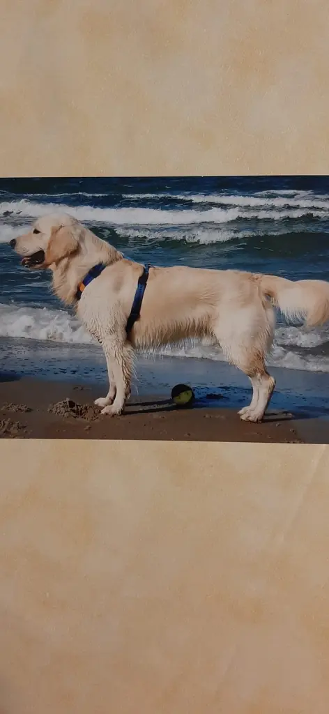 Condolence image of Claudia f.Fiby ❤️ 