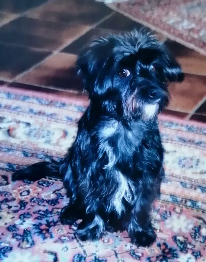 Condolence image of Fiby für Snowy ❤️