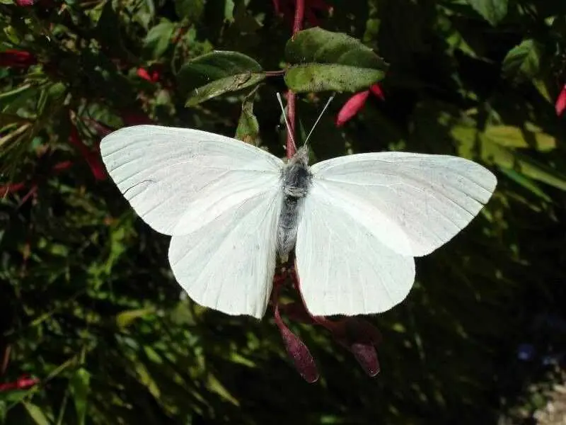 Condolence image of ❤️ Papillon ❤️