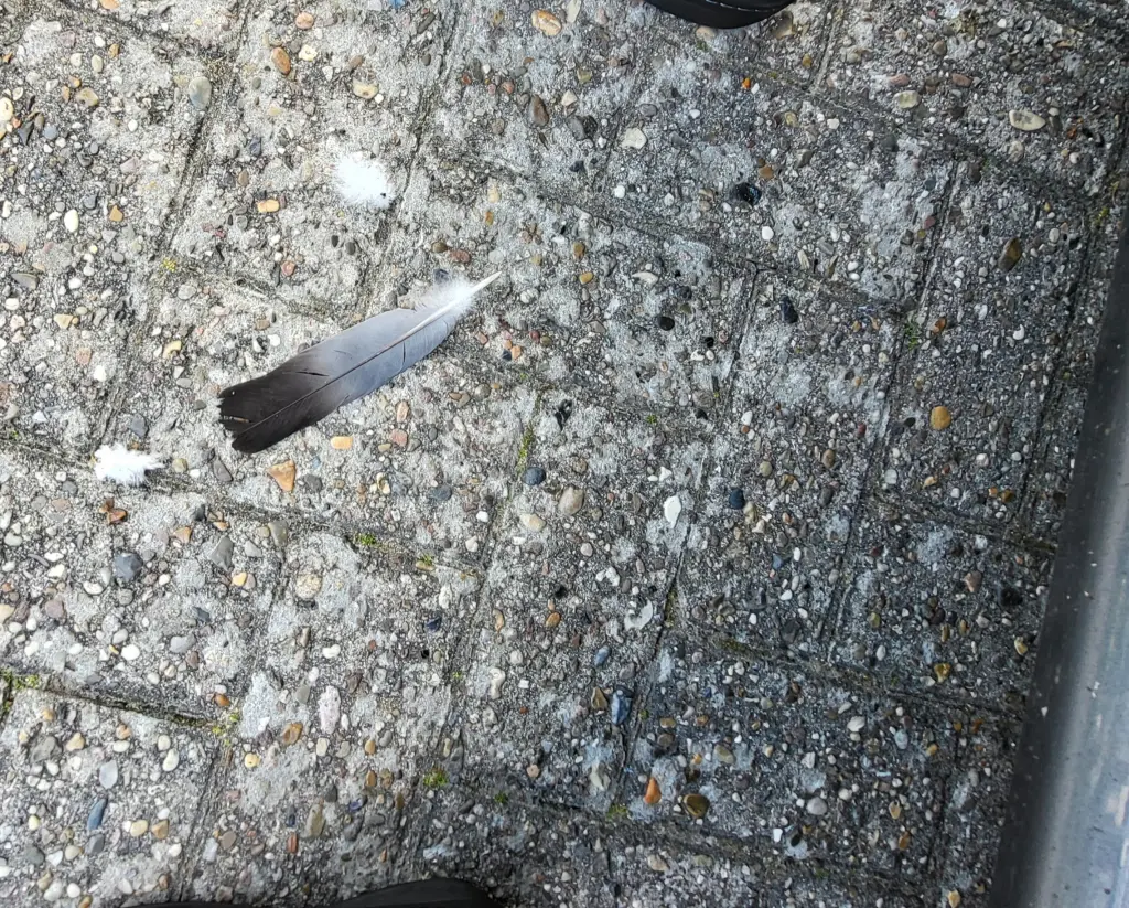 Condolence image of M + P ❤️❤️