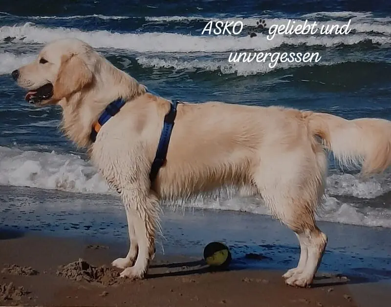 Condolence image of Claudia/ASKO ❤️ 