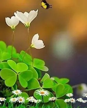 Condolence image of Immer im Herzen ❤️