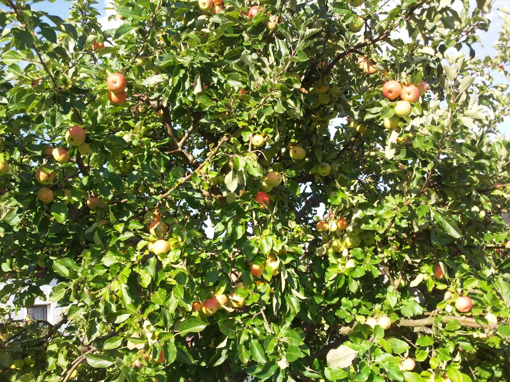 Condolence image of Manuela mit Seelenhund Flick