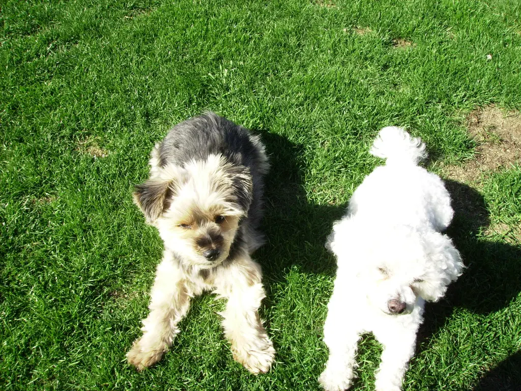 Condolence image of Snowy & Buffy ❤️für Fiby ❤️