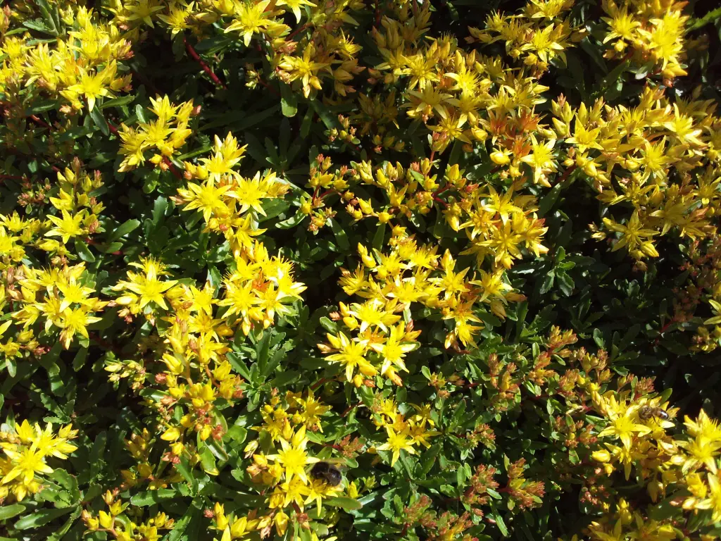 Condolence image of Manuela mit Seelenhund Flick