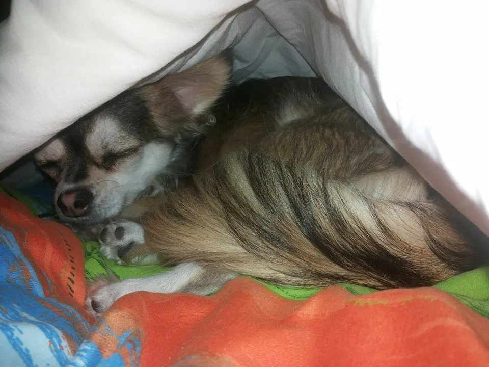 Condolence image of Von Balu für Fiby