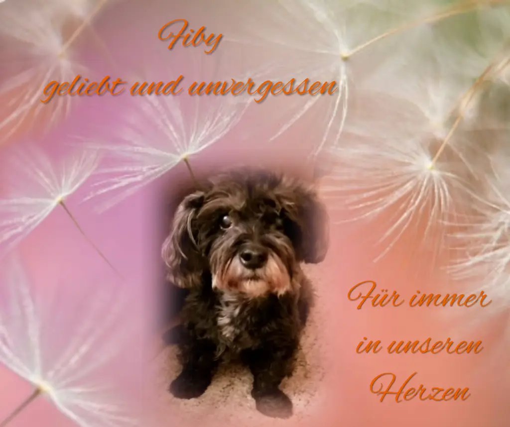 Condolence image of 36 Monate ohne Dich liebe Fiby❤️...