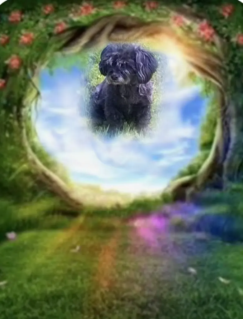 Condolence image of Fiby❤️