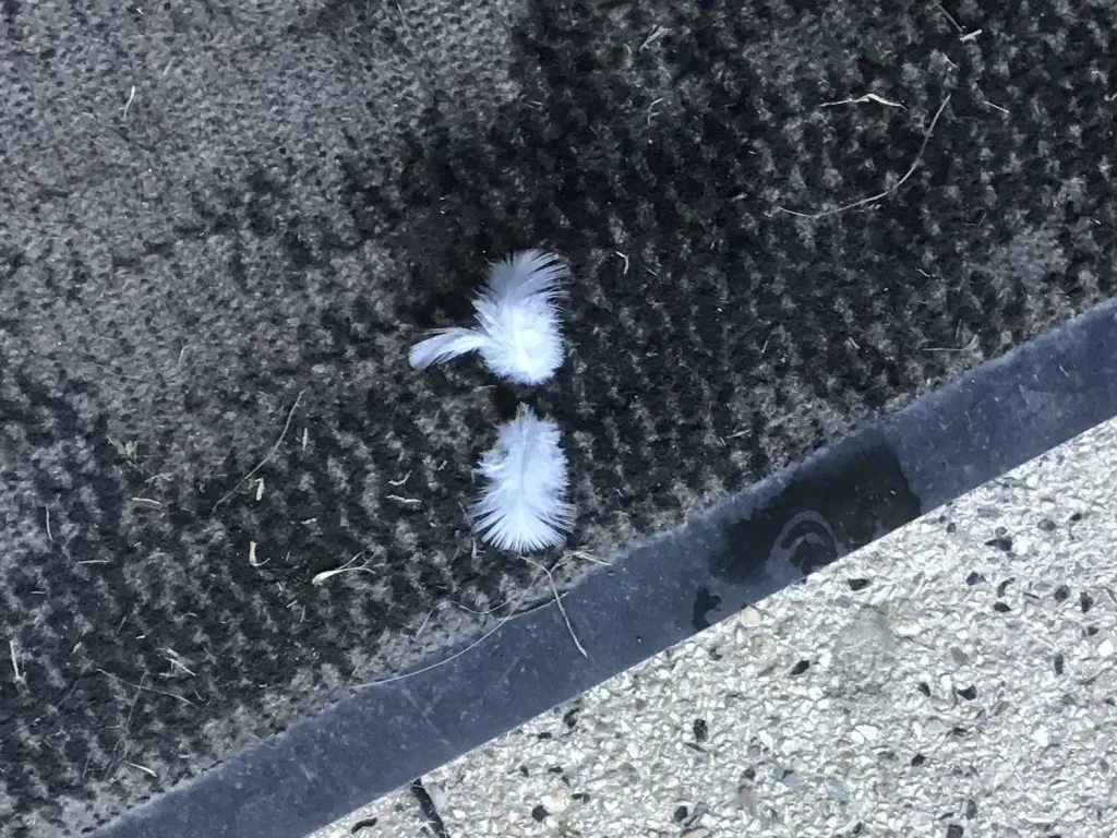 Condolence image of Angelika