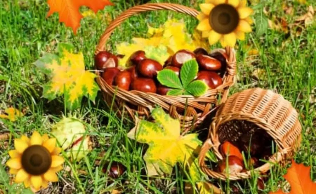 Condolence image of Gaby für Fiby ❤️