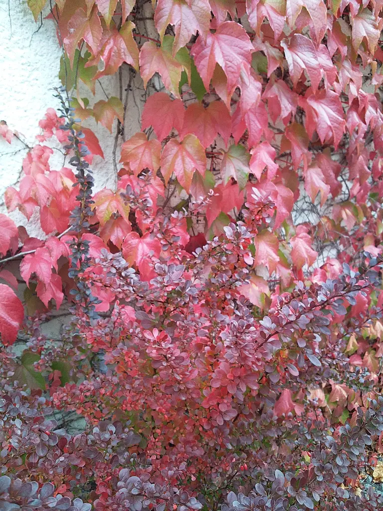 Condolence image of Manuela mit Seelenhund Flick