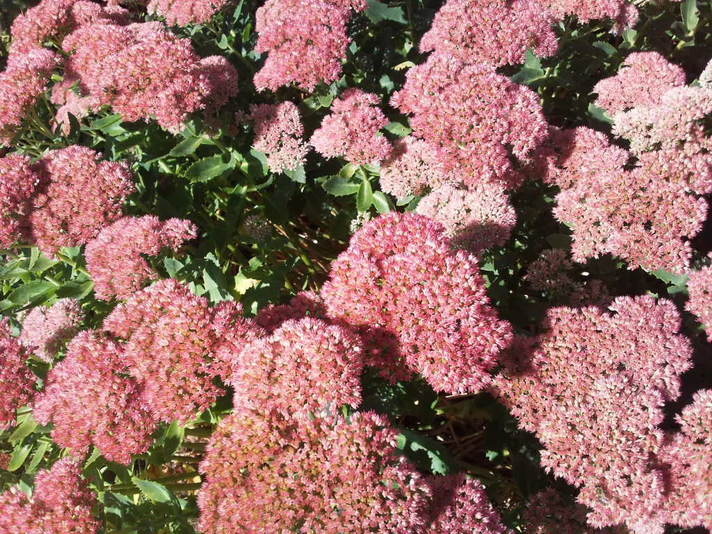 Condolence image of Manuela mit Seelenhund Flick