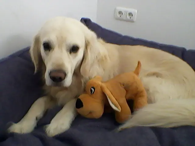 Condolence image of Claudia/ASKO ❤ 