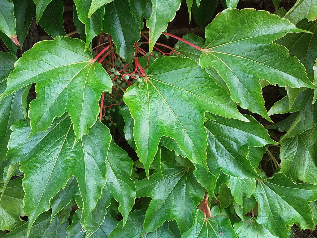 Condolence image of Manuela mit Seelenhund Flick