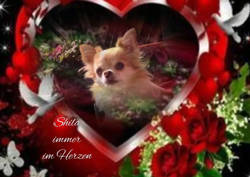 Condolence image of Für die süße Fiby 