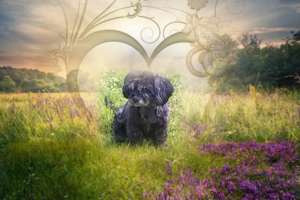 Condolence image of Gaby mit Snowy* im Herzen 