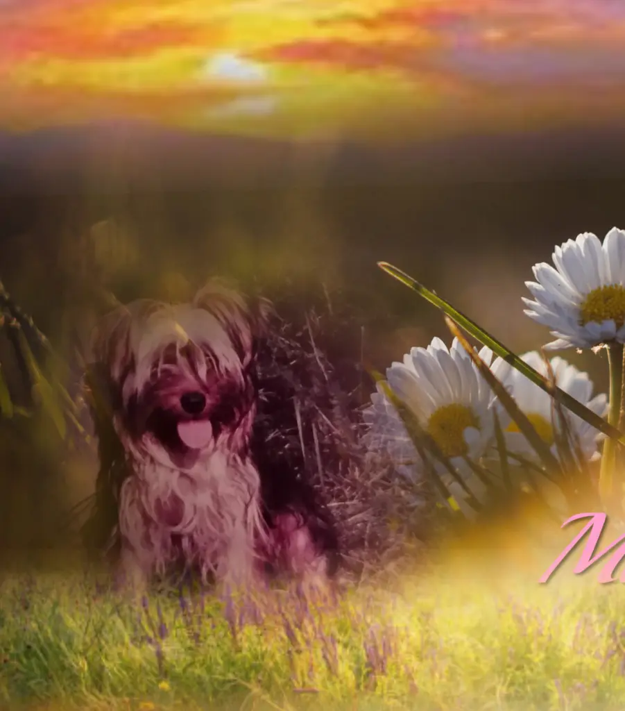 Condolence image of Micky ❤️für Fiby ❤️&Tommi ❤️