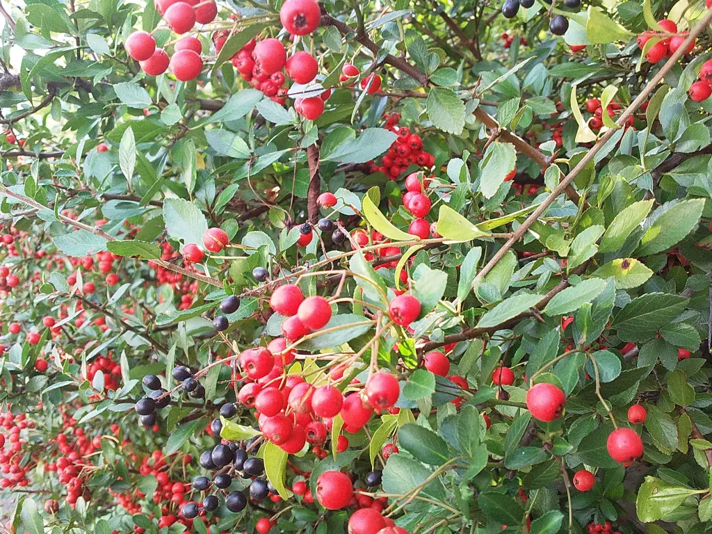 Condolence image of Manuela mit Seelenhund Flick