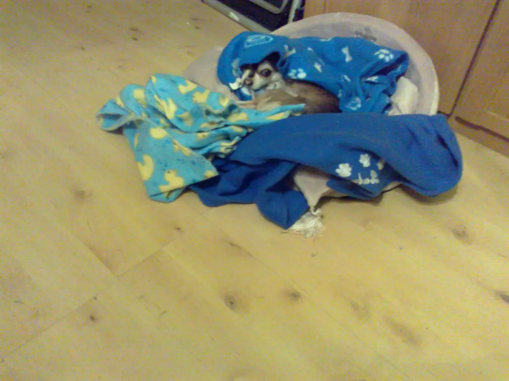 Condolence image of Balu