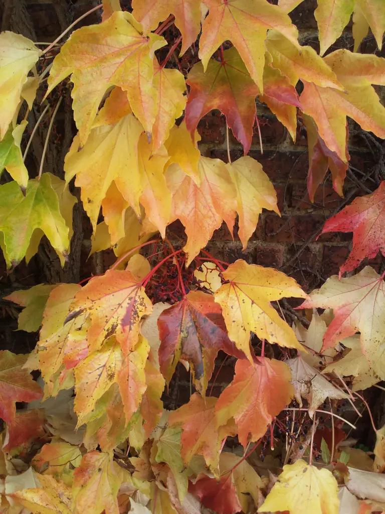Condolence image of Freitagsgrüße