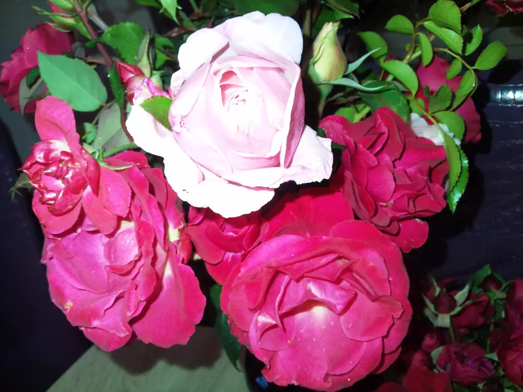 Condolence image of Manuela mit Seelenhund Flick