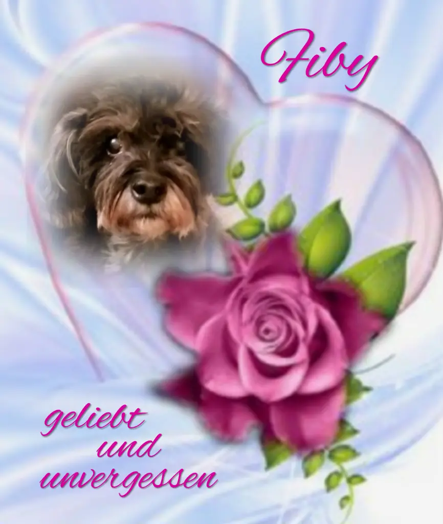Condolence image of Fiby❤️ geliebt❤️ und unvergessen❤️
