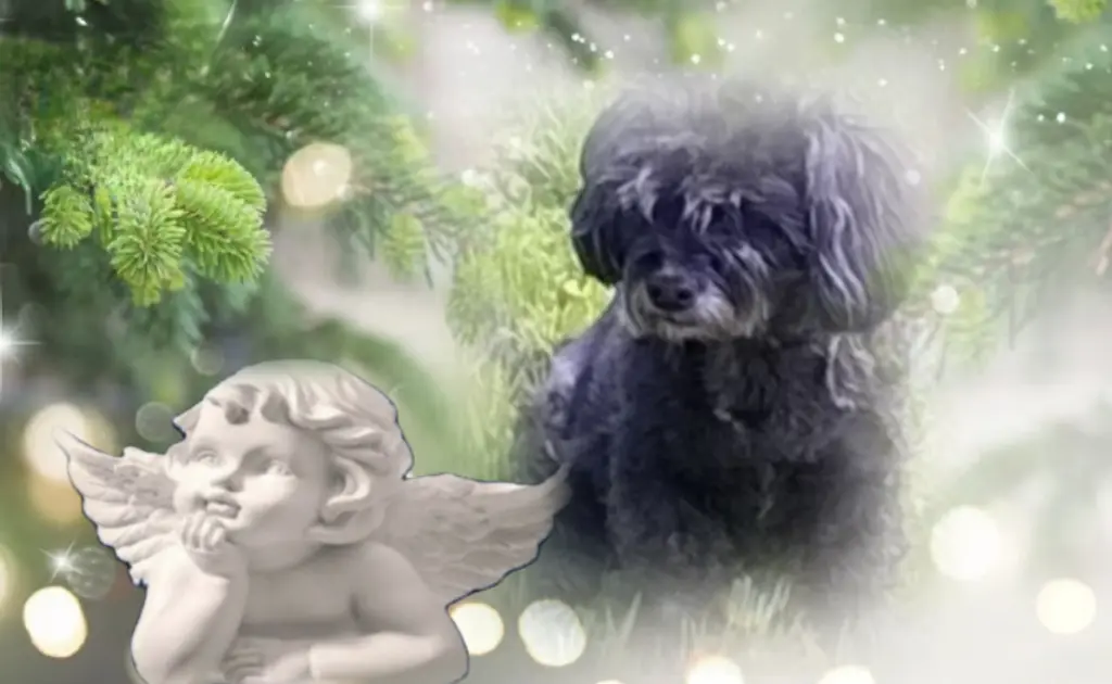 Condolence image of ❤️❤️