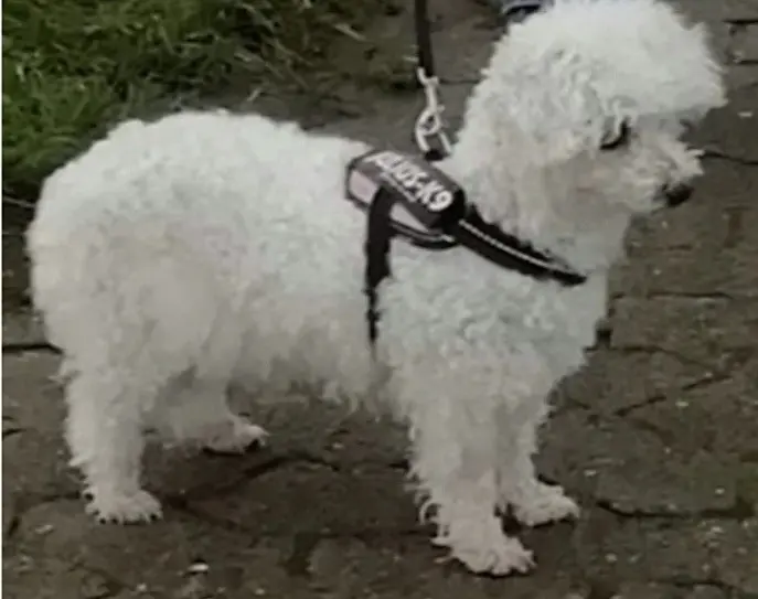 Condolence image of Snowy ❤️für Fiby❤️