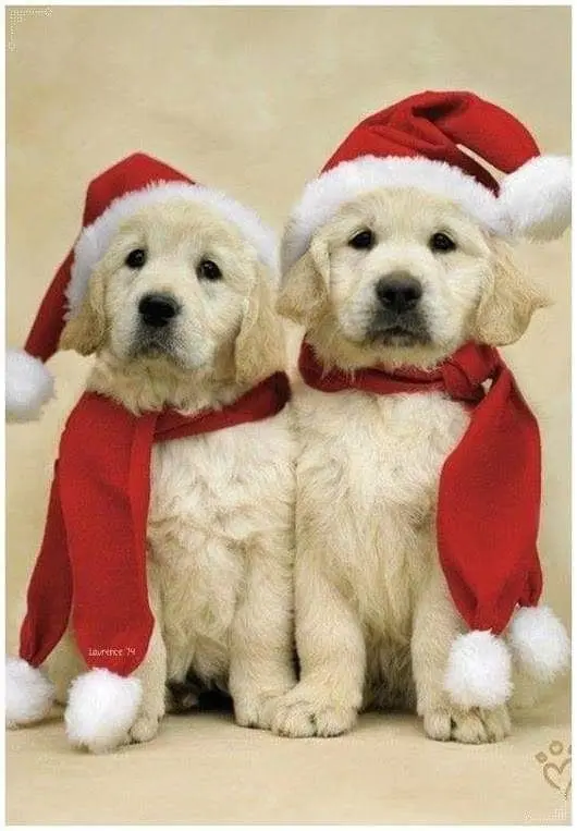 Condolence image of Claudia mit ASKO❤️