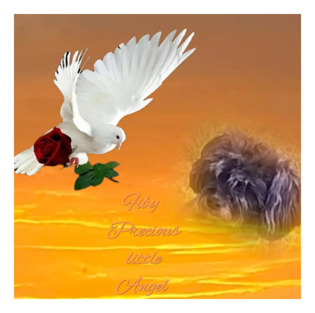 Condolence image of ❤️Precious ❤️