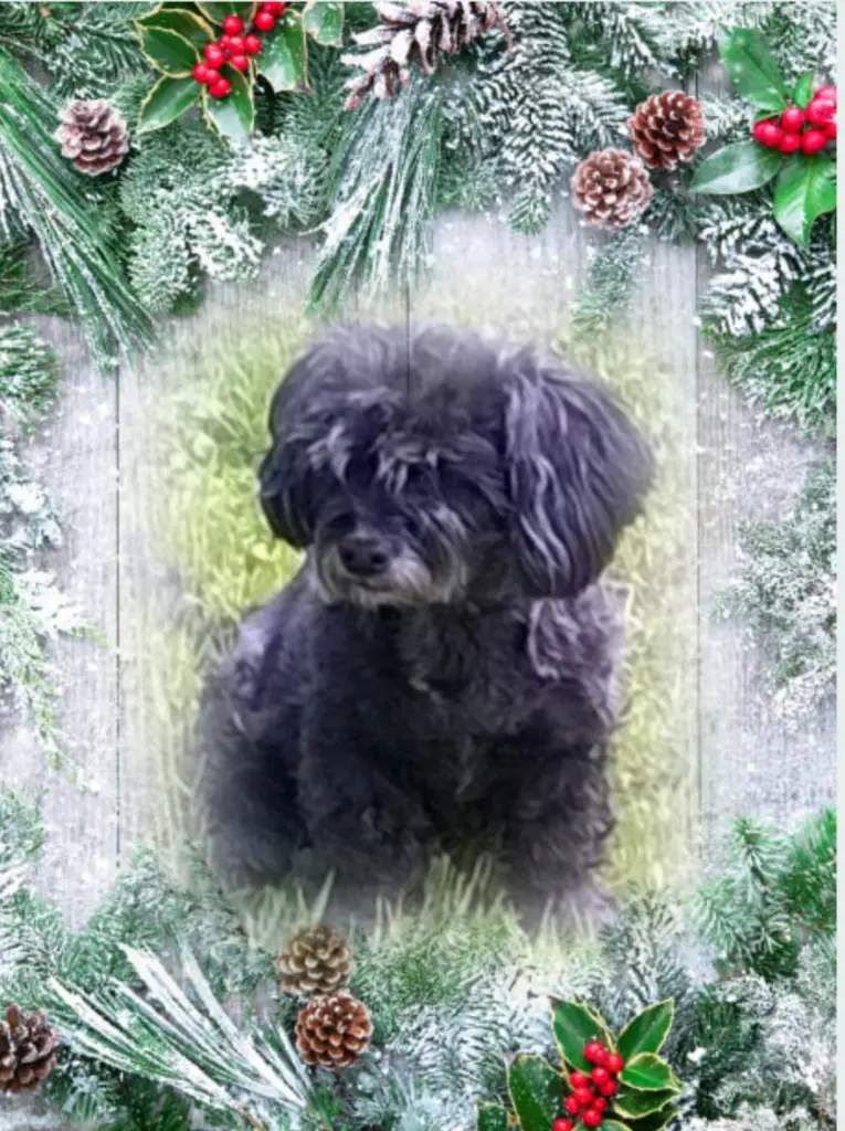 Condolence image of ❤️Weihnachten❤️