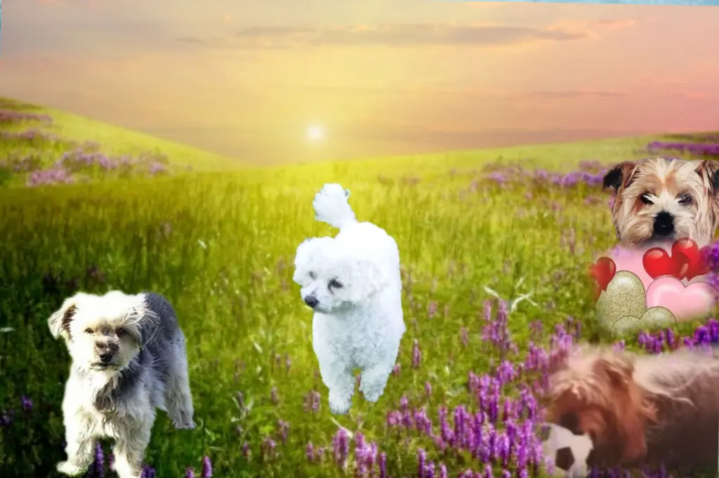 Condolence image of Für unsere liebe Freundin Fiby ♥️