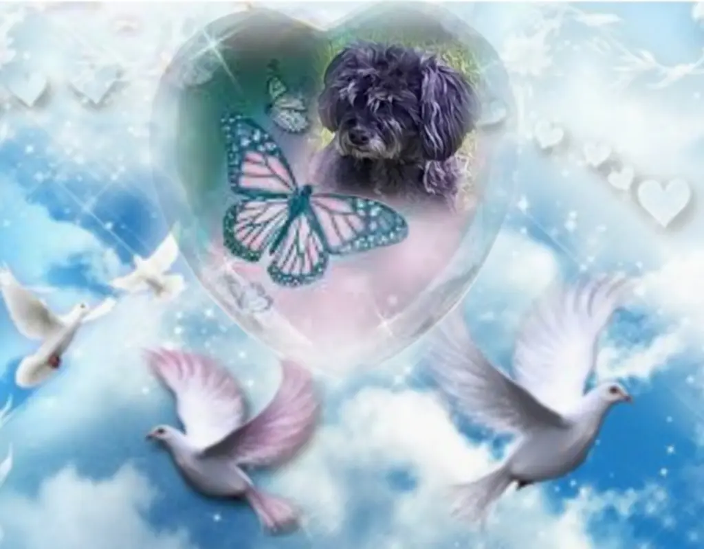 Condolence image of ❤️❤️