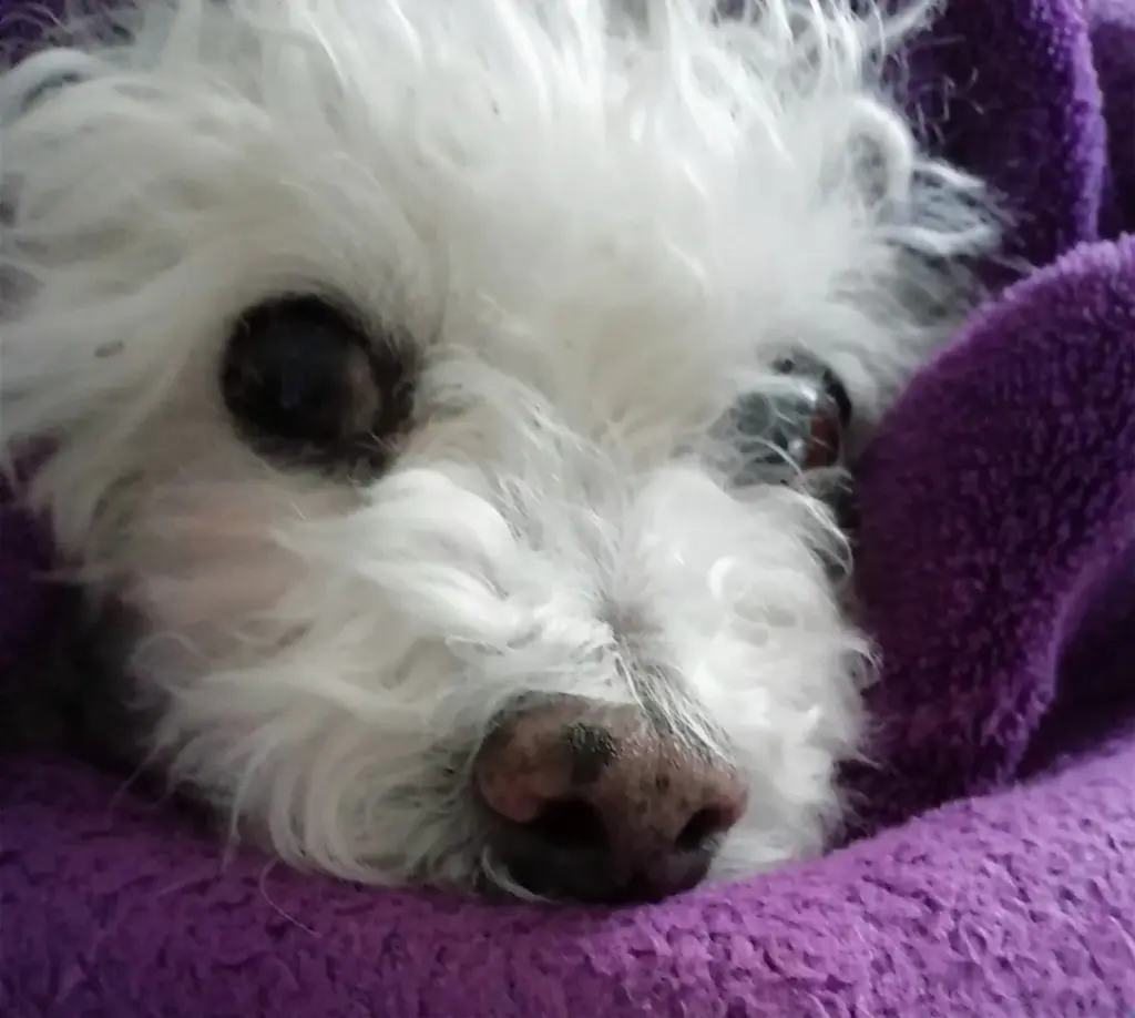 Condolence image of Snowy ❤️