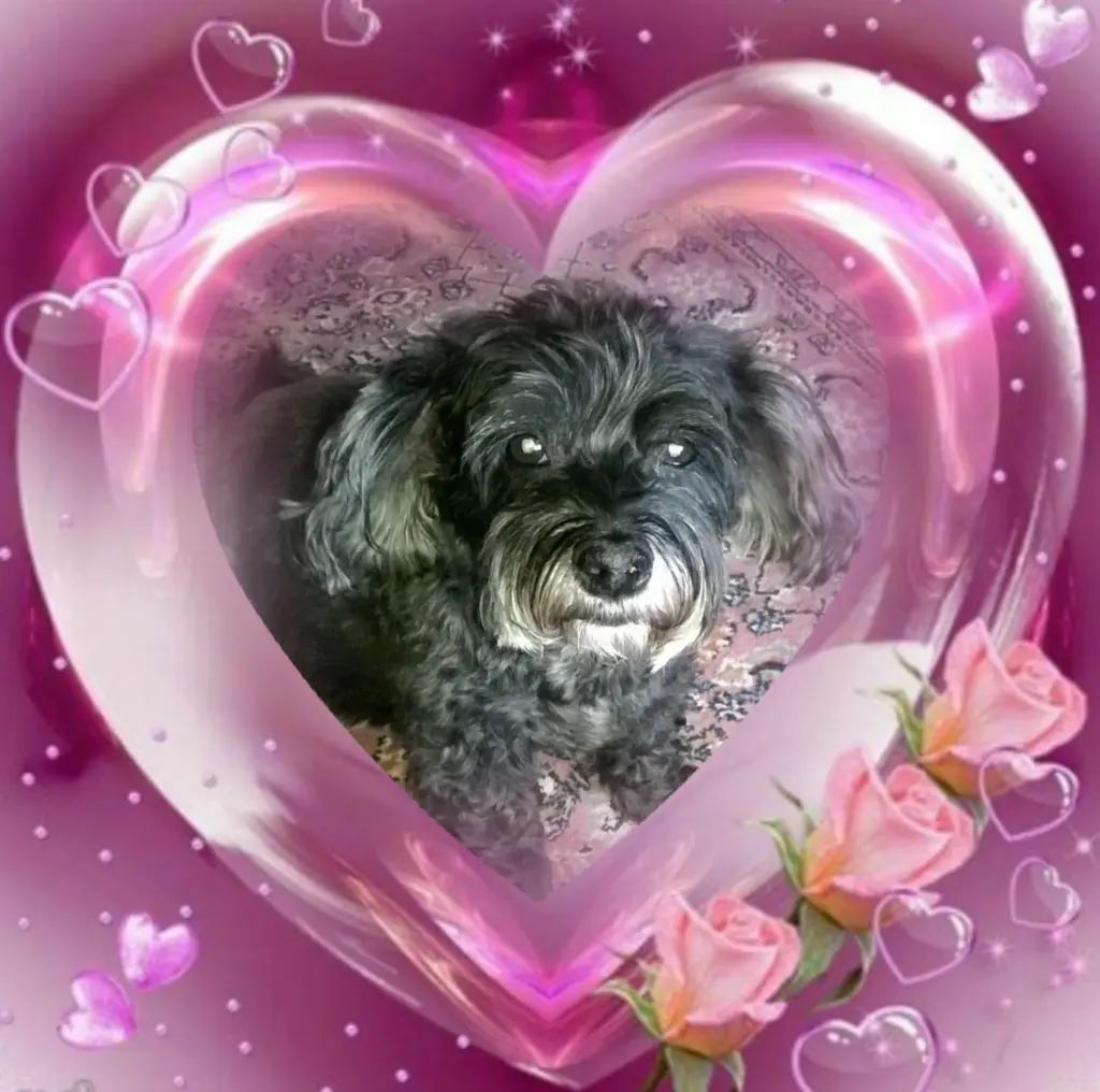 Condolence image of ❤️Happy Birthday Fiby❤️