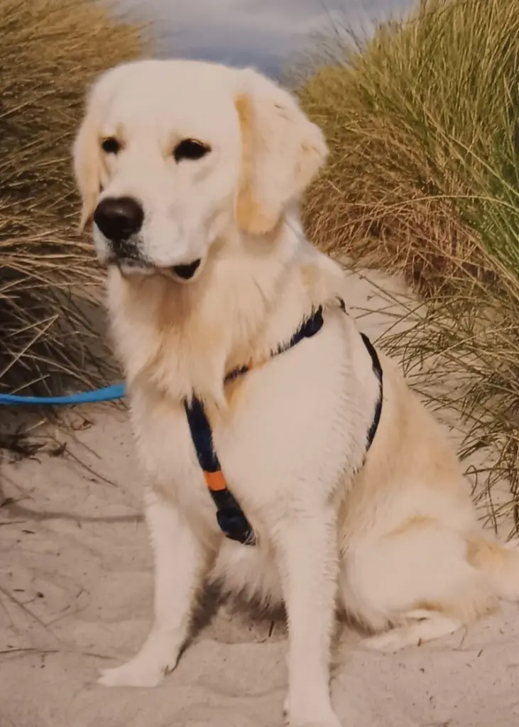 Condolence image of Claudia mit ASKO ❤